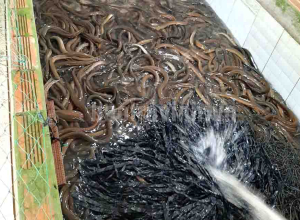 Nuôi con đặc sản trong bể xi măng, xịt nước xuống thấy dày đặc, nông dân nơi này ở Trà Vinh trúng lớn