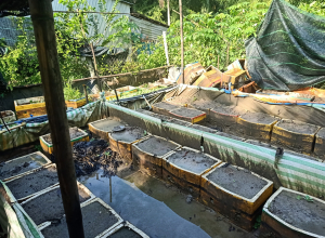 Hé lộ 4 kinh nghiệm nuôi lươn không bùn quý giá của một nông dân triệu phú Kiên Giang, nuôi đâu trúng đấy